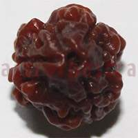 3 mukhi 24934 17mm